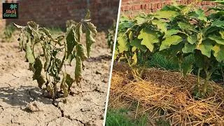 Thumbnail: Simple Things I Do to Protect My Plants from Extreme Summer Heat