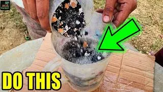 Thumbnail: DIY Liquid GOLD: Eggshell & Charcoal Fertilizer for Explosive Plant Growth!