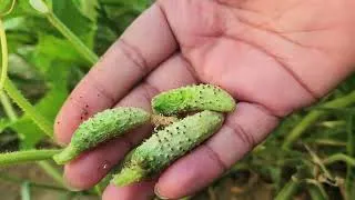 Thumbnail: Want More Cucumbers? Do These 2 Things Before Your Vines Get Too Big