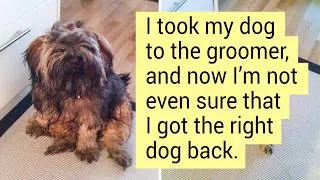Thumbnail: Pets Who Looked Completely Different After a Haircut (New Pics)