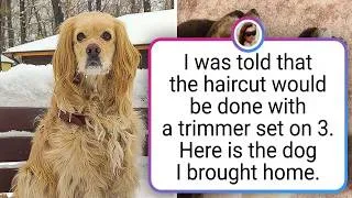 Thumbnail: Pets Who Looked Completely Different After a Haircut