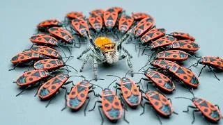 Thumbnail: RODRIGO THE SPIDER VS WILD FOREST INSECTS