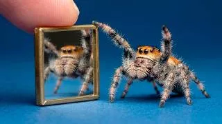 Thumbnail: WHAT WILL HAPPEN IF WE SHOW A MIRROR TO THE SMARTEST SPIDER IN THE WORLD?