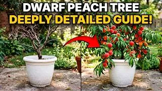 Thumbnail: A DEEPLY Detailed Care Guide For Your Dwarf Peach Tree | Dwarf Fruit Trees