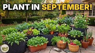 Thumbnail: 15 Container Vegetables You Can STILL Plant in September  For Hot And Cold Climates