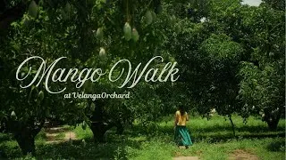 Thumbnail: Mango Orchard Tour | Different Varieties of Indian Mango