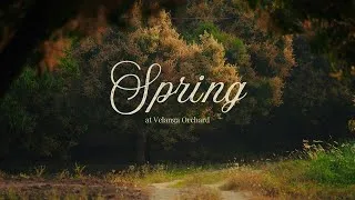 Thumbnail: Spring at Velanga Orchard | Farm Life in India | Mango Season