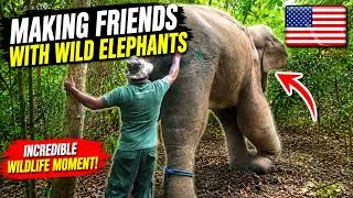 Thumbnail: This Injured Elephant Trusted Humans… What Happened Next Was Amazing