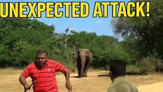 Thumbnail: Wild Elephant Charges at Wildlife Officer – Shocking Moment Captured!