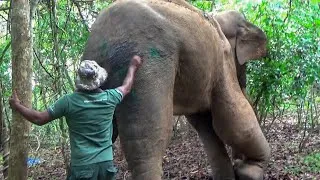 Thumbnail: 🌿 Healing the Gentle Giant A Heartwarming Elephant Rescue Story #gajah🐘
