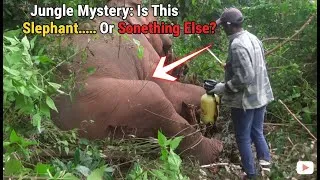 Thumbnail: Jungle Mystery: Is This Elephant Sleeping... Or Something Else?"