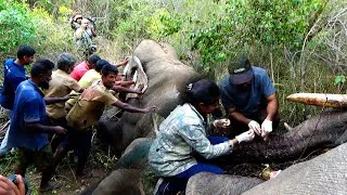 Thumbnail: Saving an Elephant’s Trunk from a Deadly Wire Snare. #tusker