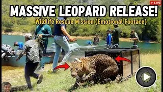 Thumbnail: Incredible Leopard Release – A New Life in the Wild
