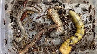Thumbnail: Greatest for ,Hunting insects, Millipedes, Centipede, giant Lavers , Lizard🐛#insects #animal #animal