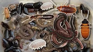 Thumbnail: Amazing for  Catching insects, Cockroaches, Earth Worms, #insects #animal#pet #worms #worldwide