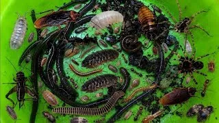 Thumbnail: OMG HAPPY for Catching Insects, Earth Worms, Cockroaches, Coconut worms, Leeches. #insects