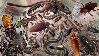 Thumbnail: WOO Happy for Catching Cockroaches, Millipedes, Centipedes,Bug.