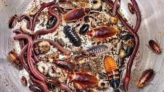 Thumbnail: OMG! Greatest for catching Earth worms, Cockroaches, Beetles Larva, Under the deep wood.