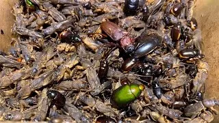 Thumbnail: WOO Happy Catching Many Insects, Mole Crickets, Crickets, Water Beetles, Bugs, Beetles. #insects