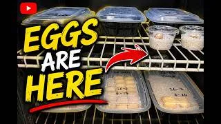 Thumbnail: Western Hognose Eggs Are Finally Here!!!