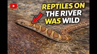 Thumbnail: Reptiles on the River | Building a Community