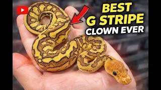 Thumbnail: BEST Genetic Stripe Clown Ever Produced! | Ball Python Clutch Reveal