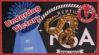 Thumbnail: Crypton vs the Pompeii: RSA Winners Revealed!