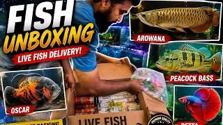 Thumbnail: 🔥 Monster Fish Unboxing! Arowana,Peacock Bass,Oscar&Betta Fish NewStock Arrival Smart Aquarium Karad