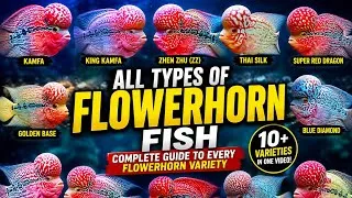 Thumbnail: All Types of Flowerhorn Fish | Complete Guide to Every Flowerhorn Variety | Best Flowerhorn Cichlids