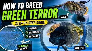 Thumbnail: How to Breed Green Terror Cichlids | Complete Breeding Guide | Pairing, Spawning & Fry Care