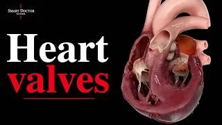 Thumbnail: Valves, Chambers & Structure | Explore the Human Heart 🫀