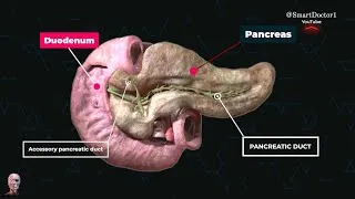 Thumbnail: The gland that works with two systems! | Pancreas. ✨