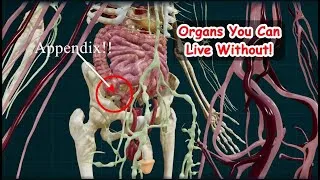 Thumbnail: Organs that a person can live without!!