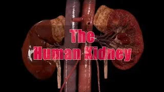 Thumbnail: The human kidney | Best video. ✨