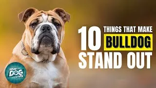 Thumbnail: 10 Things That Make a Bulldog Stand Out