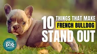 Thumbnail: 10 Things That Make a French Bulldog Stand Out