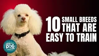 Thumbnail: 10 Small Dog Breeds That Are Easy to Train