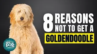 Thumbnail: 8 Reasons You SHOULD NOT Get a Goldendoodle