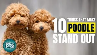 Thumbnail: 10 Things That Make a Poodle Stand Out