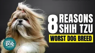Thumbnail: 8 Reasons Shih Tzu Might Just Be The Worst Dog Breed