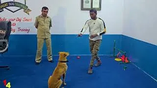 Thumbnail: Street dog training in hindi by smart dog