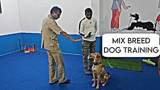 Thumbnail: This Pet Parent adopted Stray mixed Dog & Started his Training || Sit & Down Training  (in Hindi 4k)