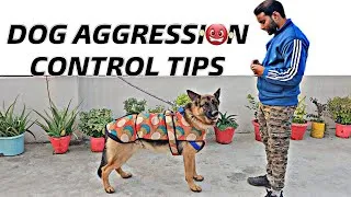 Thumbnail: Dog Aggression Control Tips & Tricks (Dog Training Session 1)