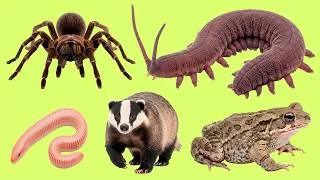 Thumbnail: Learn English Vocabulary: 25 Underground Animals You Should Know