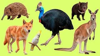 Thumbnail: Learn English Vocabulary with 25 Australian Animals | Listen and Repeat
