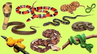 Thumbnail: 25 Snake Names in English 🐍 Learn Reptile Vocabulary with Audio