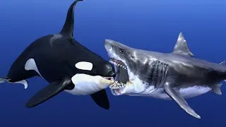 Thumbnail: 🐬 Orca vs Great White 🦈