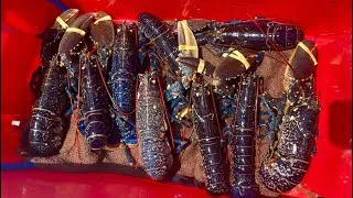 Thumbnail: I Found The LOBSTERS ! Commercial Small Boat Fishing  