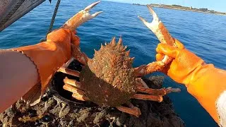 Thumbnail: Giant Spider Crabs are Leaving ! What’s Next ? Commercial Fishing 