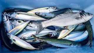 Thumbnail: MACKEREL - Catch Clean Cook! Commercial Small Boat Fishing 